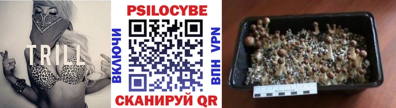 Псилоцибиновые грибы Psilocybe  где найти наркотики  kraken зеркало  Курчалой 