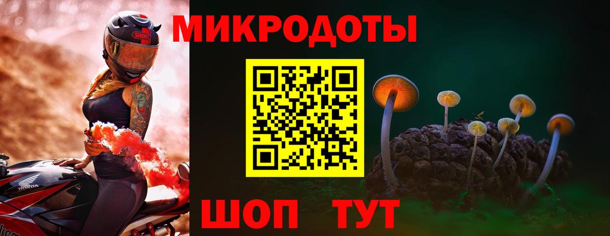 Галлюциногенные грибы Psilocybe Курчалой